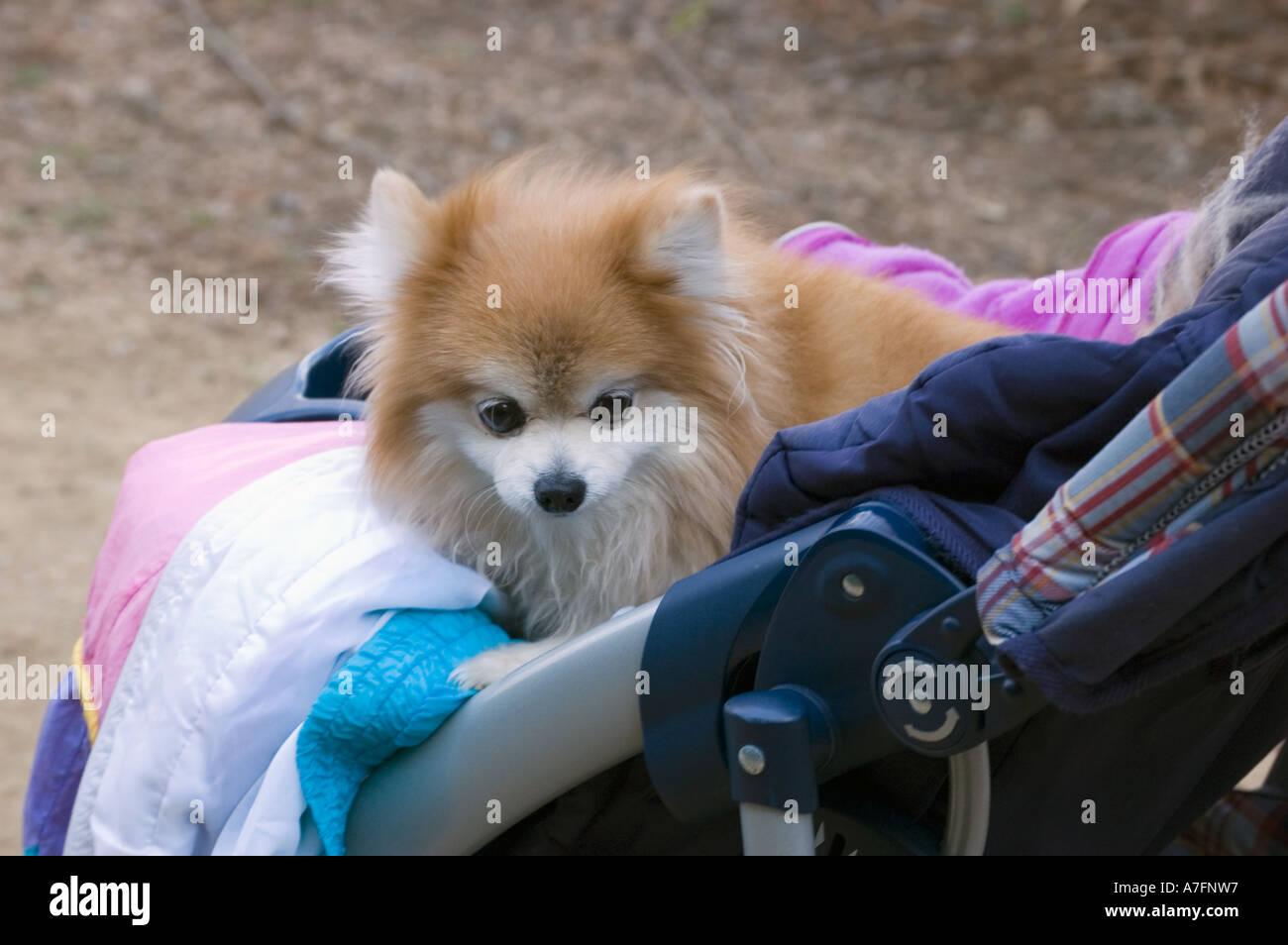 Dog being pushed in baby stroller Stock Photo