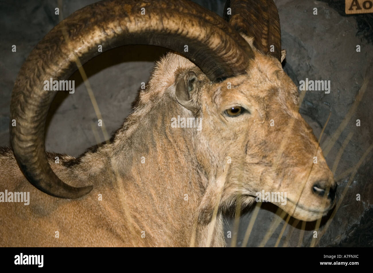 Goat with curly horns hires stock photography and images Alamy