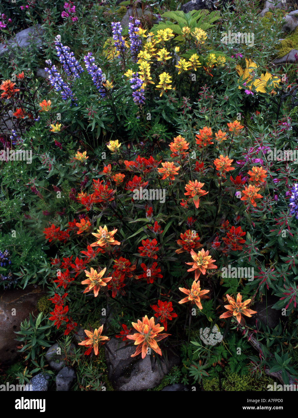 Paintbrush, Lupine, and Fireweed, Russell Fiord Wilderness, Tongass National Forest near Yakutat, Alaska. Stock Photo