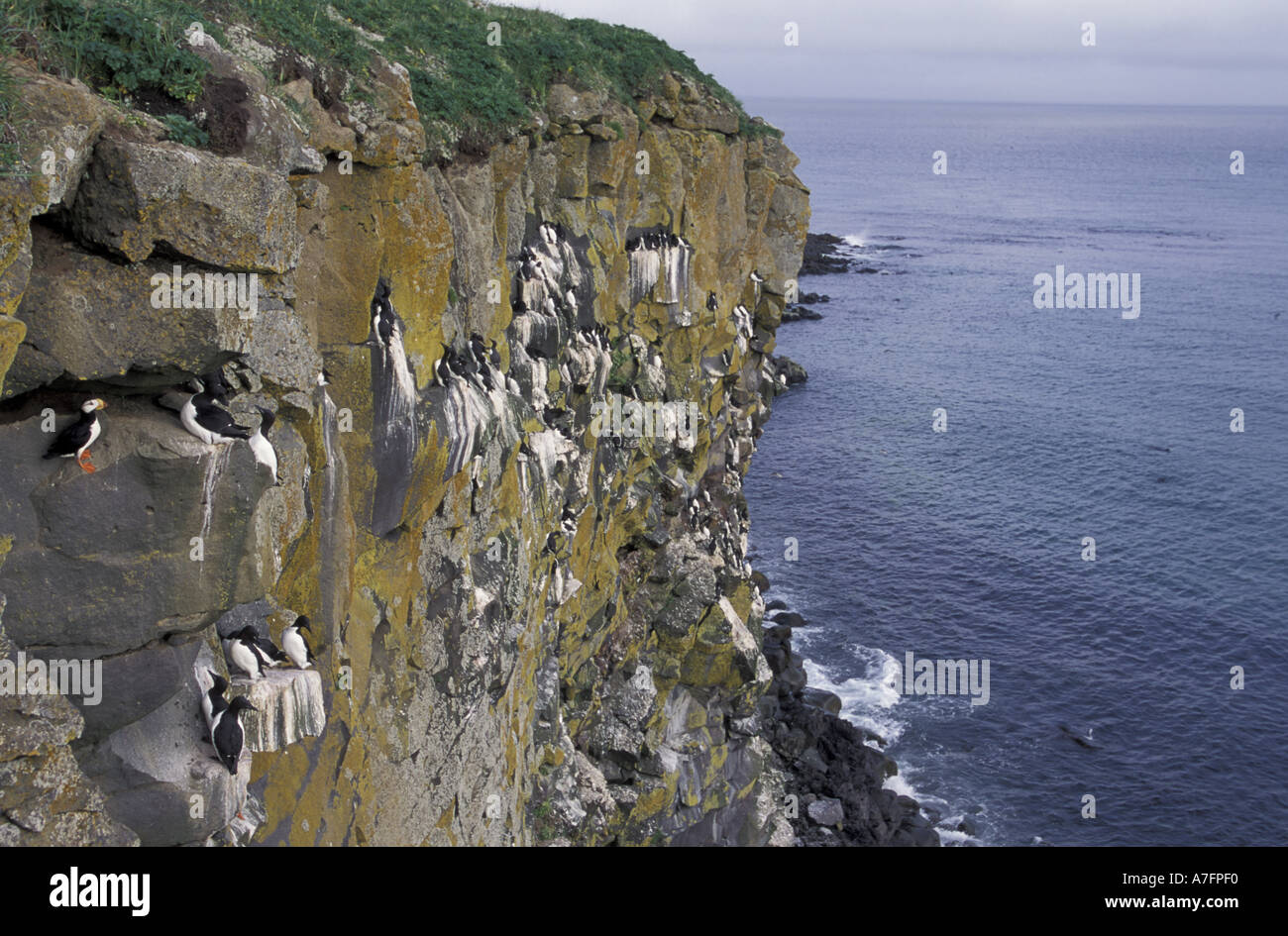 Alaska, St. Paul Island, the Pribilofs, Bering Sea. Common murres and a