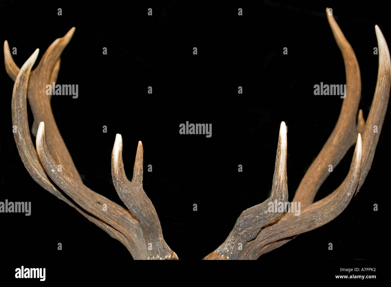 Deer horn rack with points Stock Photo Alamy