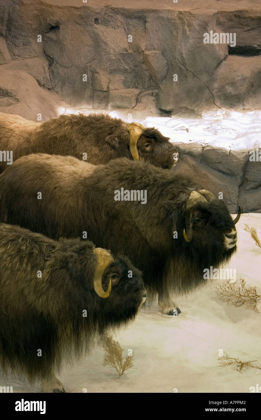Musk ox in wildlife scenery Stock Photo