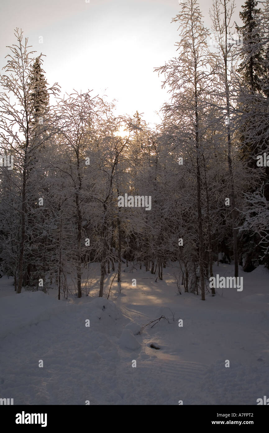 Sunset through the Pine Trees in Finland Stock Photo - Alamy