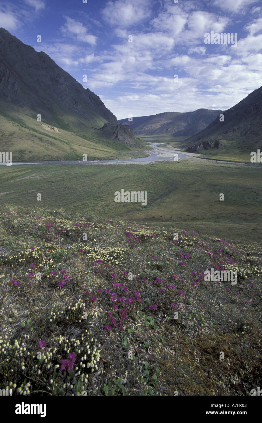 N.A., USA, Alaska, A.N.W.R. carpet of lapland rosebay and mountain heather blanket the mountainsides above the Kongakut River Stock Photo
