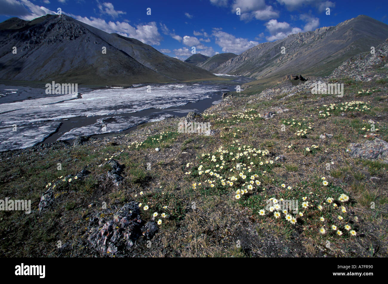 USA, Alaska, Brooks Range, Arctic National Wildlife Refuge, Kongakut River, dryas carpet above