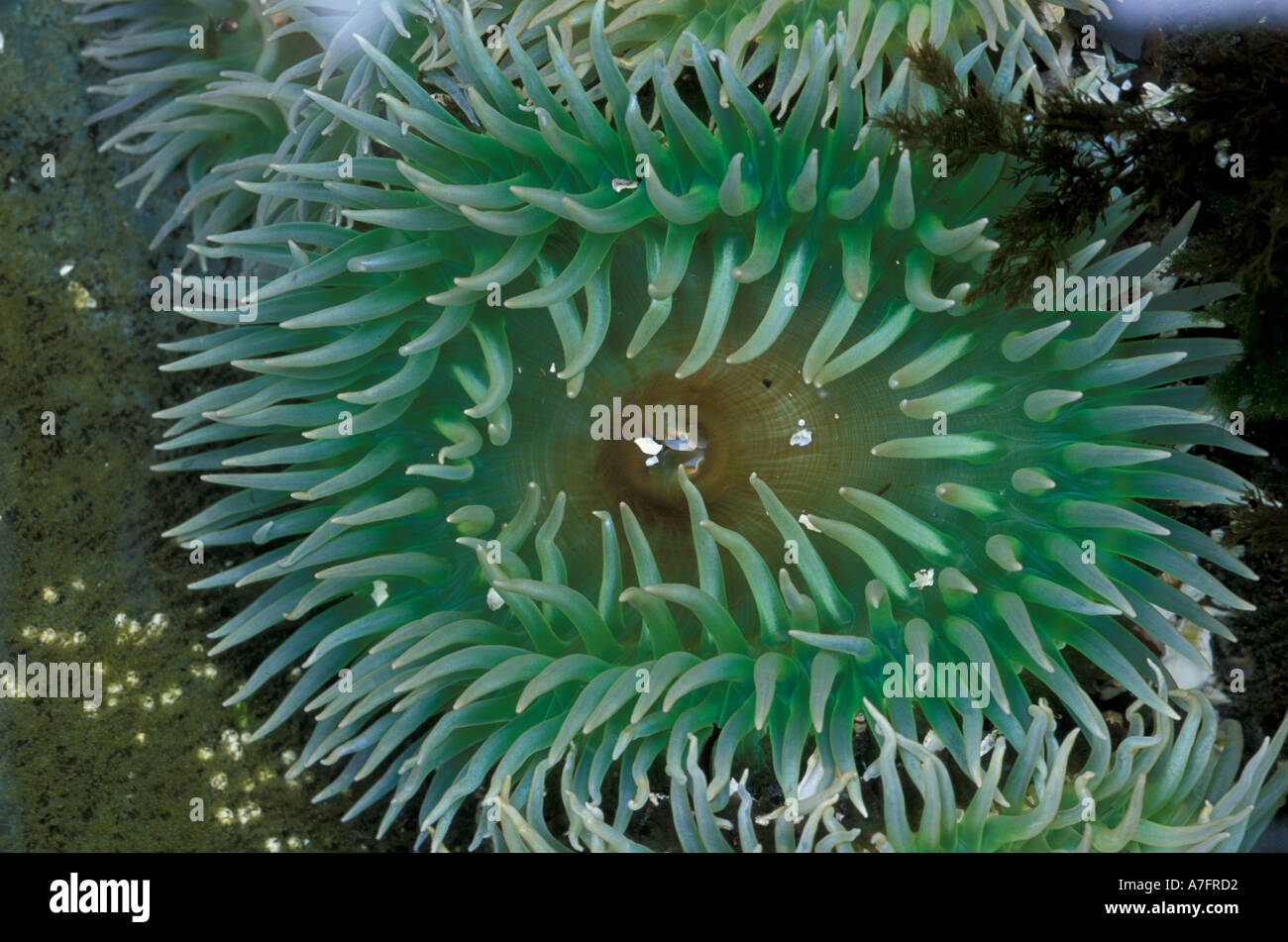 NA, USA, Alaska, Baranof Island, Sitka Sound, green sea anmone sits in a tide pool Stock Photo