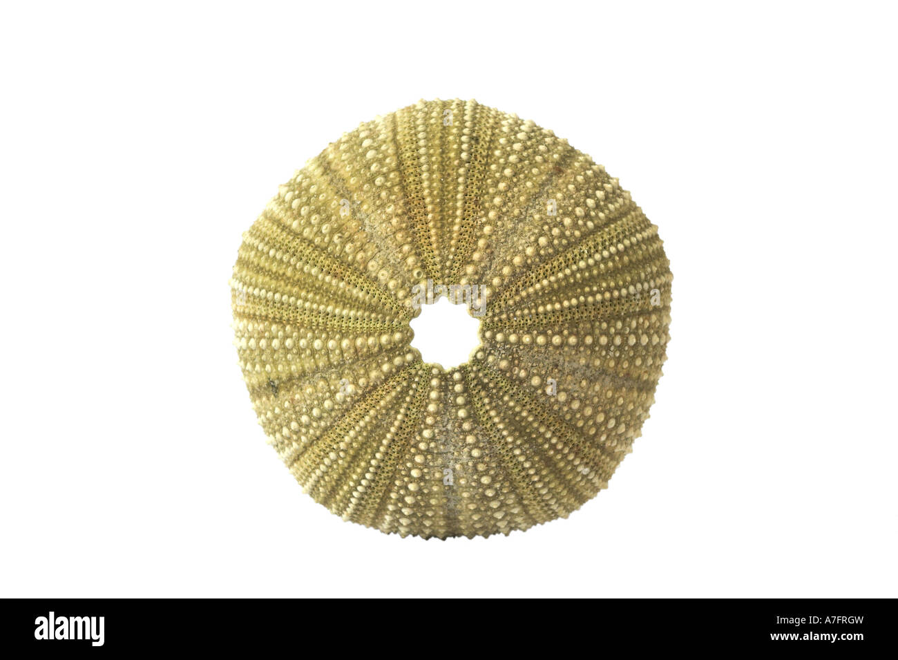 SEA URCHIN TEST OR SHELL against a white background Stock Photo