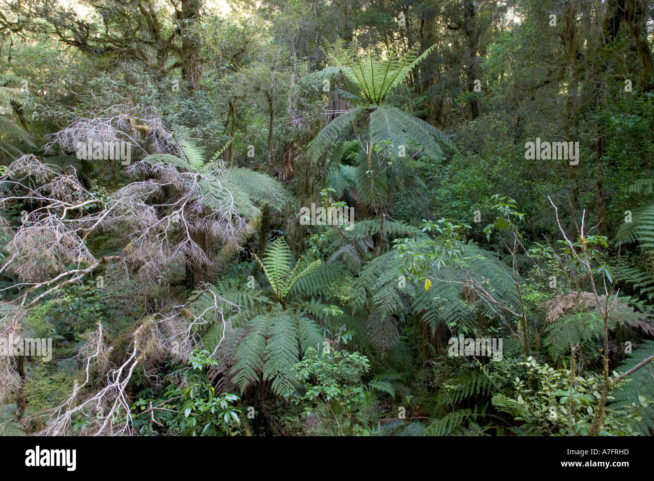 Ferns, New Zealand Stock Photo Alamy