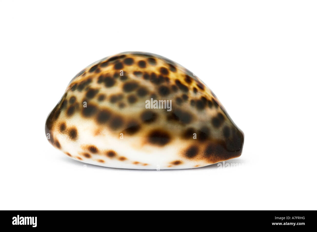Tiger Cowrie Shell against a white background Cypraea tigris Stock Photo
