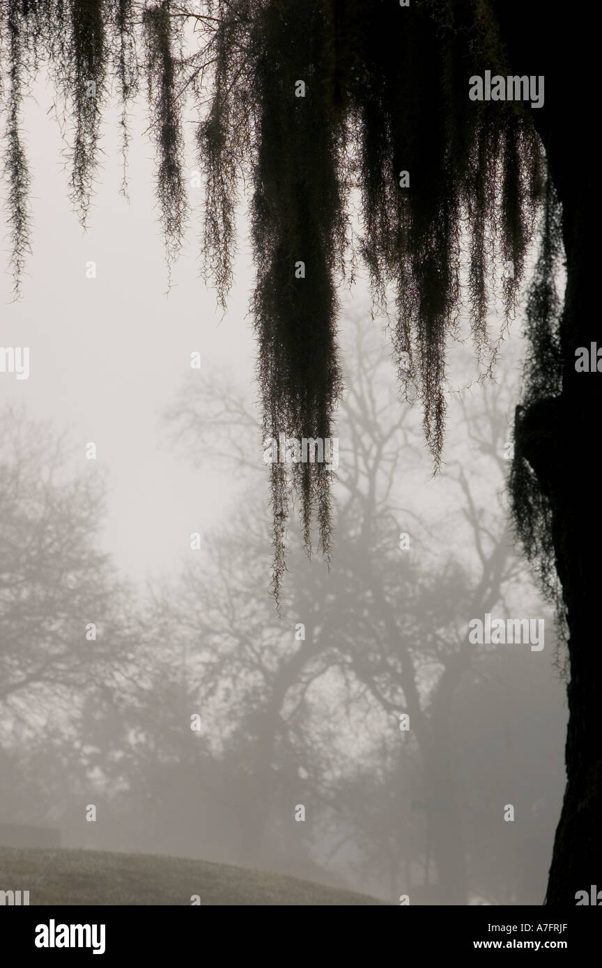 Oak moss on foggy morning hanging from branch Stock Photo