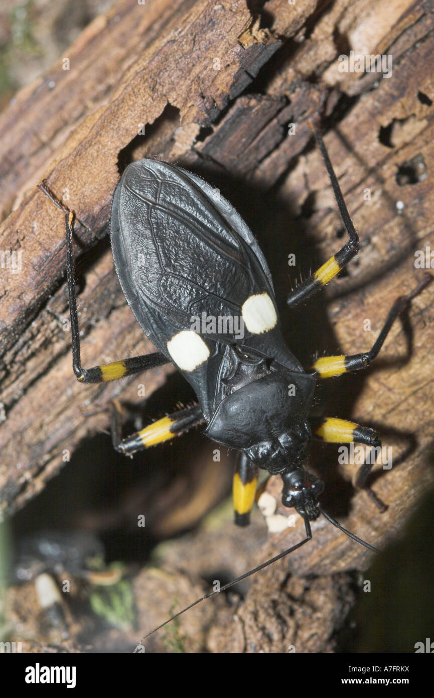 Platymerus biguttata Two spotted Assassin Bug two spot Stock Photo - Alamy