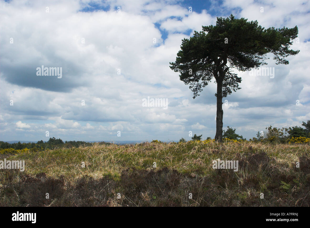 BRONZE AGE TUMULUS or ANCIENT BURIAL MOUND or BARROW Four Counties Ashdown Forest nr Hartfield Sussex Stock Photo