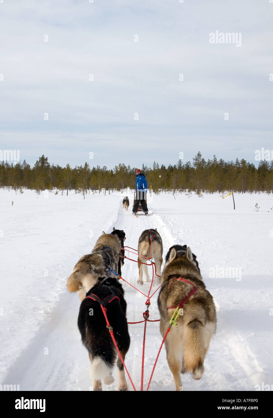 Husky Sleigh Dog Ride Stock Photo - Alamy