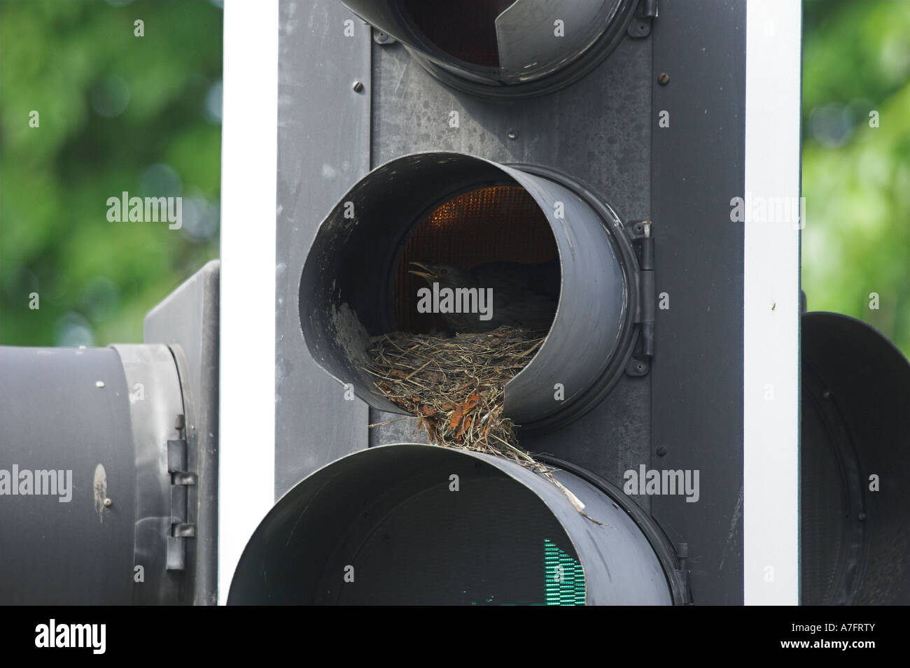 BLACKBIRD female on unusual nest in traffic light Turdus merula Brighton Sussex UK Stock Photo