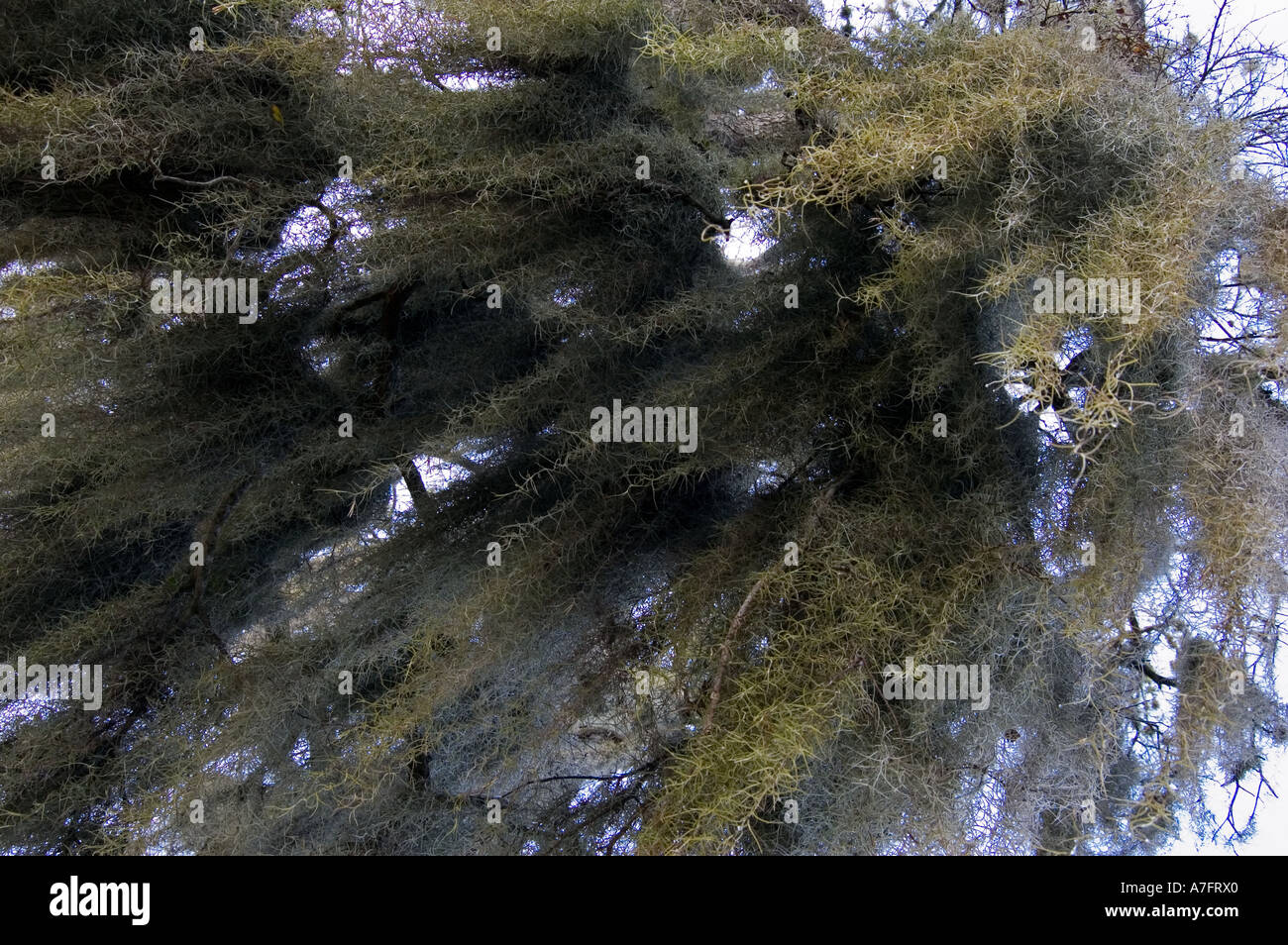 Oak tree moss hanging from branches Stock Photo Alamy