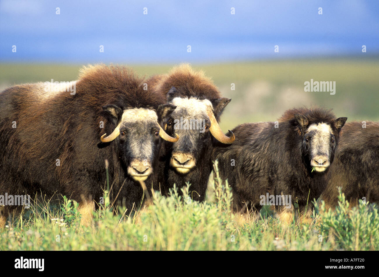 A group of muskoxen browse on willow shrubs on the tundra of the Arctic National Wildlife Refuge Stock Photo