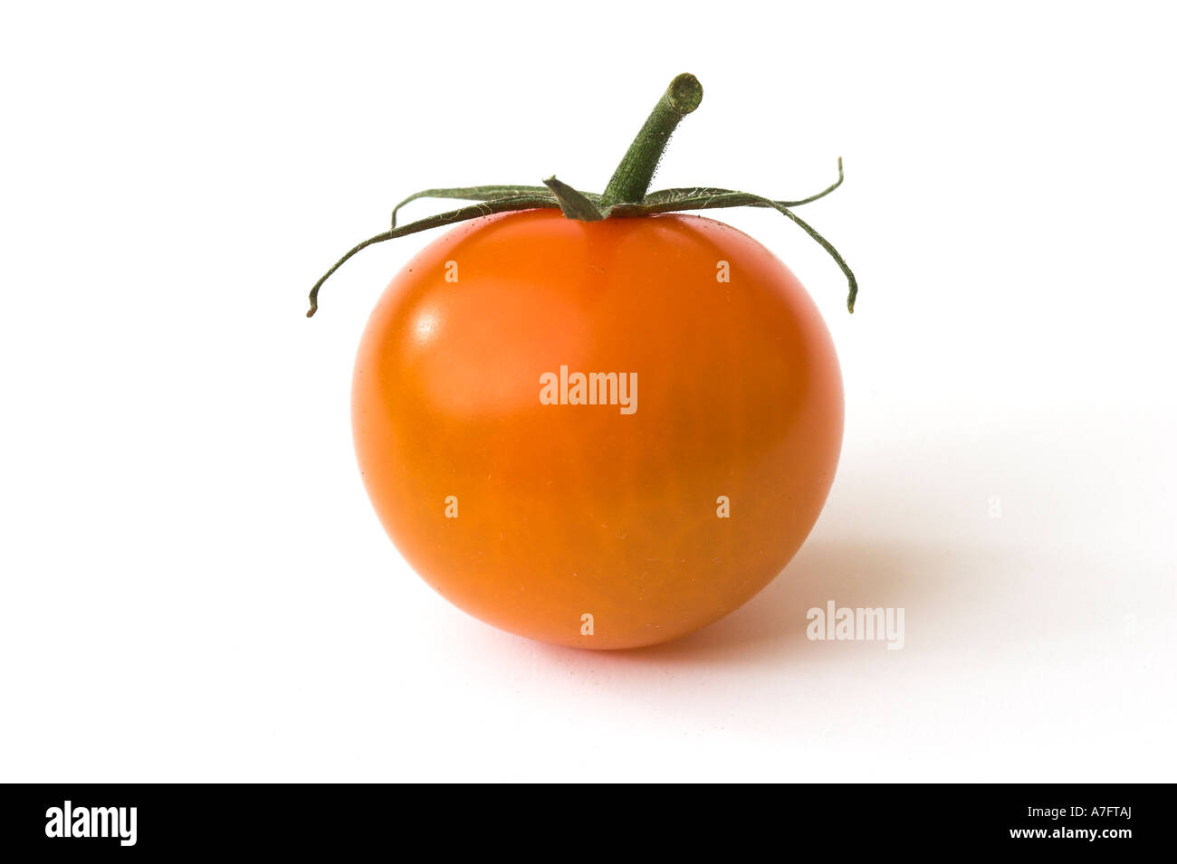 Lycopersicon esculentum Sungold F1 tomatoes Stock Photo