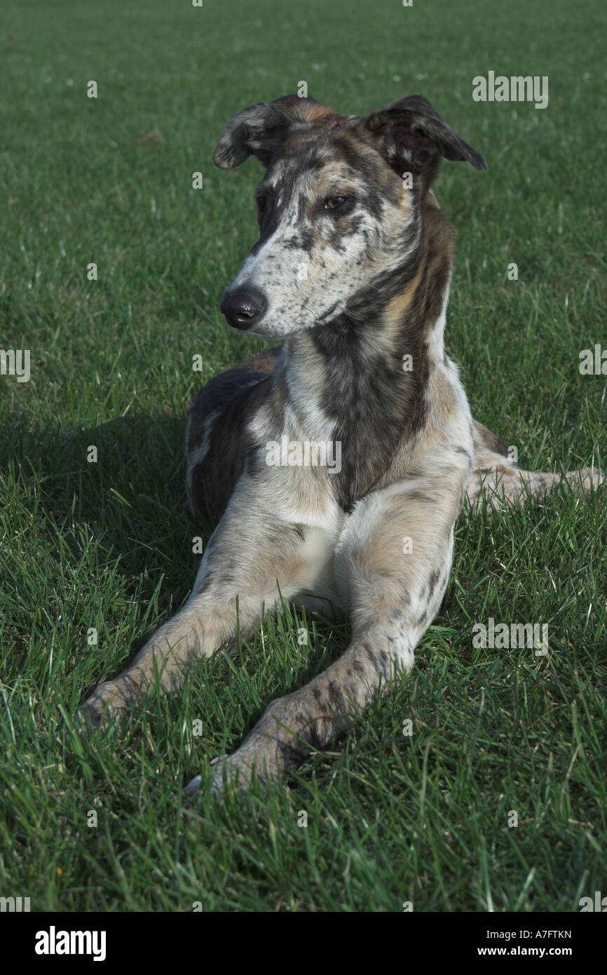 Merle greyhound sales