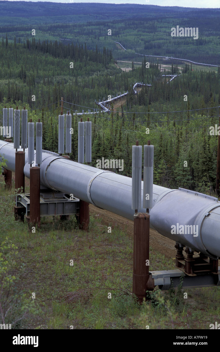 NA, USA, Alaska. Trans-Alaska oil pipeline snakes through spruce forest near Yukon River Stock Photo