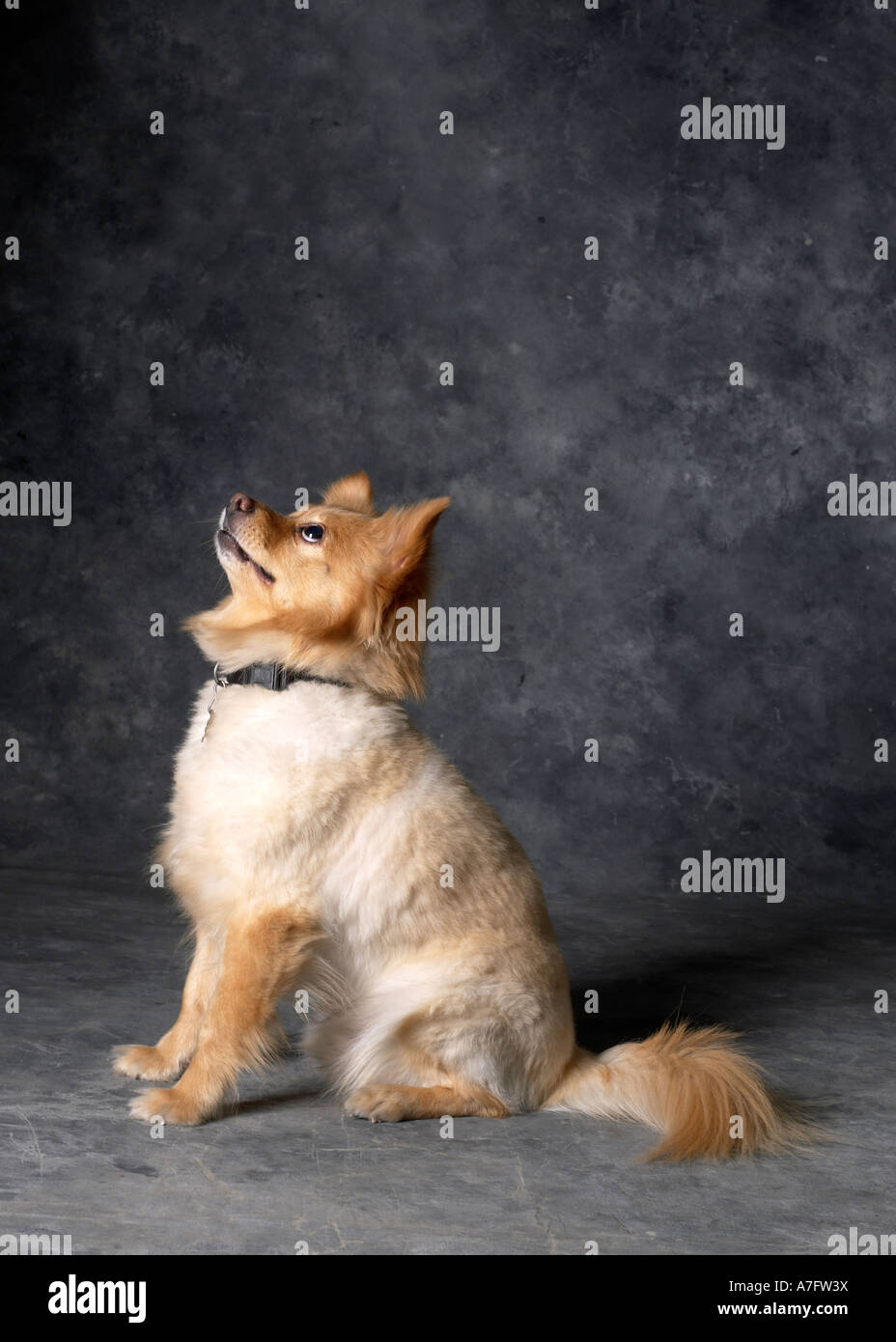 Pomeranian Dog vertical Stock Photo