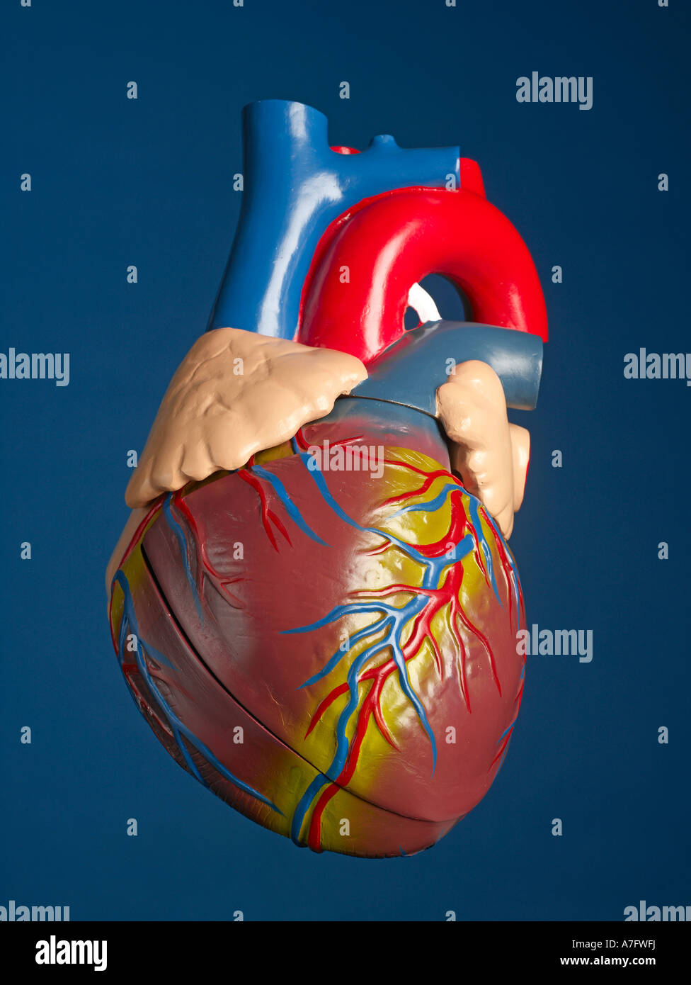 Human Heart Model vertical Stock Photo - Alamy