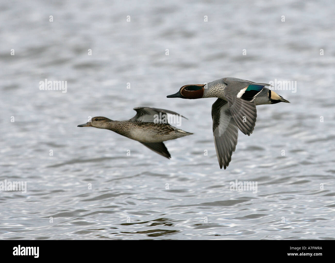 TEAL Anas crecca Gloucestershire male and female Stock Photo
