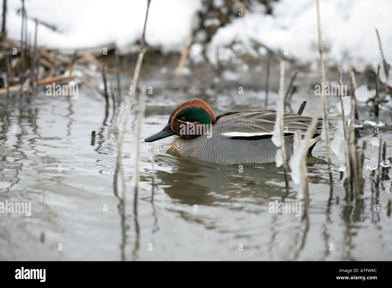 TEAL Anas crecca Norfolk male Stock Photo