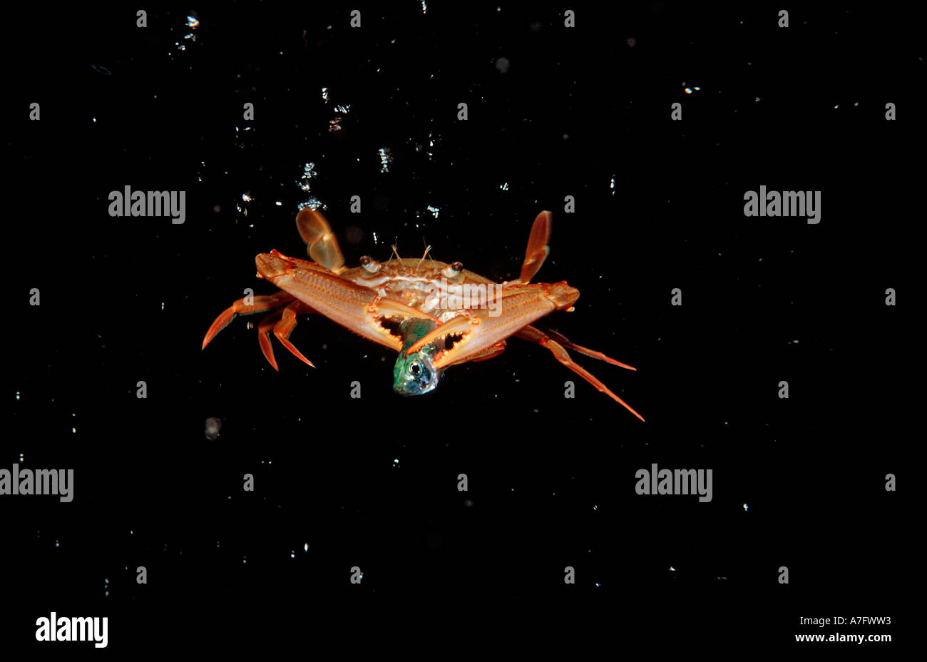 Red legged Swimming Crab eating fish Portunus convexus Djibouti Stock