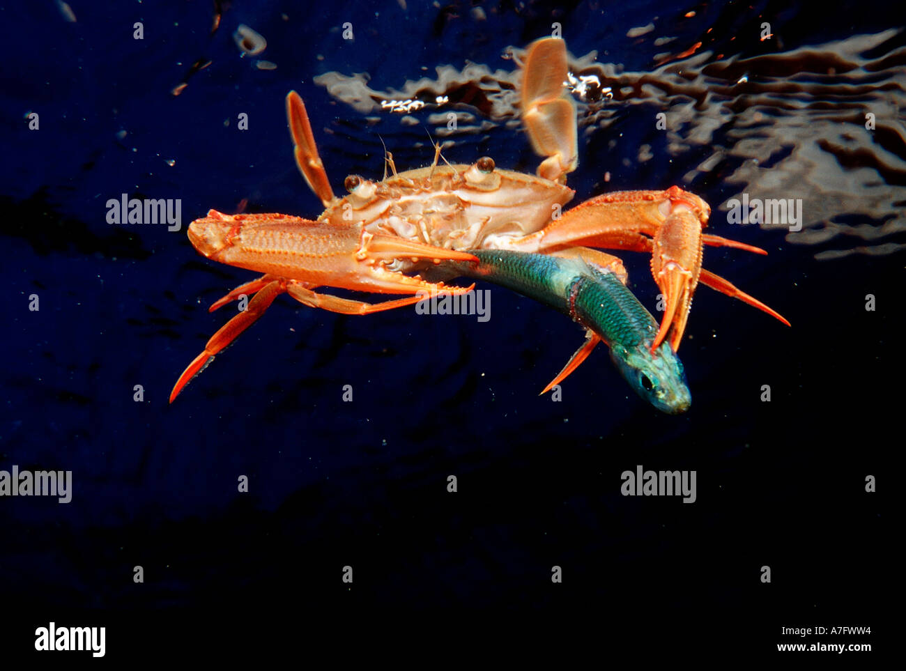 Red legged Swimming Crab eating fish Portunus convexus Djibouti Stock
