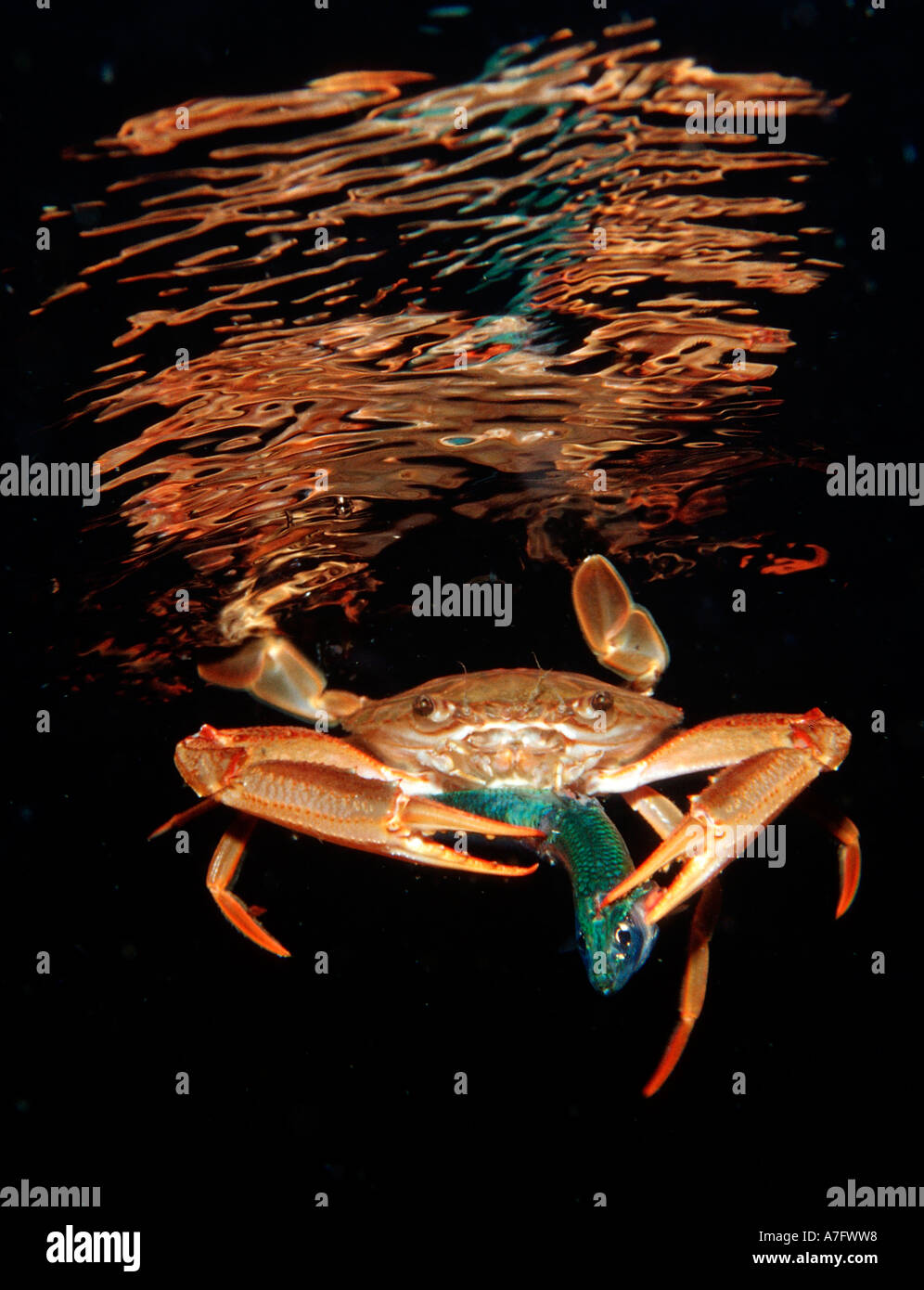 Red legged Swimming Crab eating fish Portunus convexus Djibouti Stock