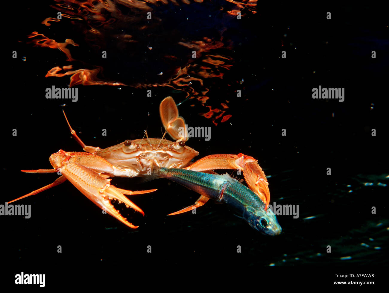 Red legged Swimming Crab eating fish Portunus convexus Djibouti Stock