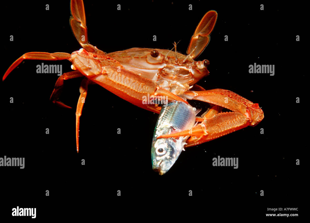 Red legged Swimming Crab eating fish Portunus convexus Djibouti Stock