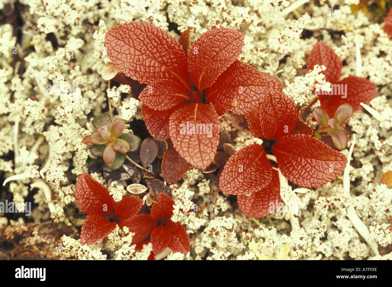 North America, USA, Alaska, Denali NP. Bearberry (arctostaphylos uva-ursi) & White lichen Stock Photo
