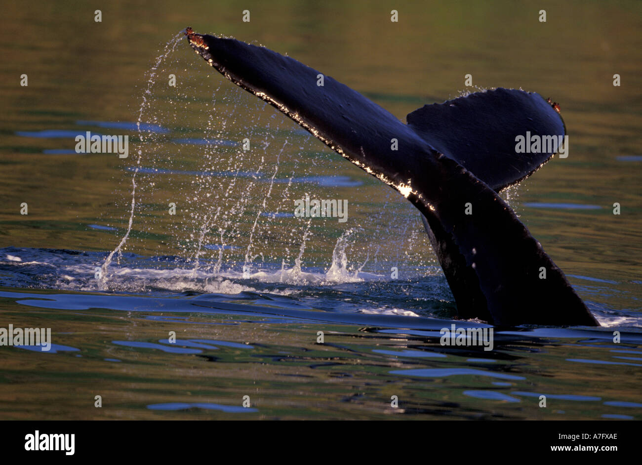 Humpback whale tail southeast alaska hi-res stock photography and ...