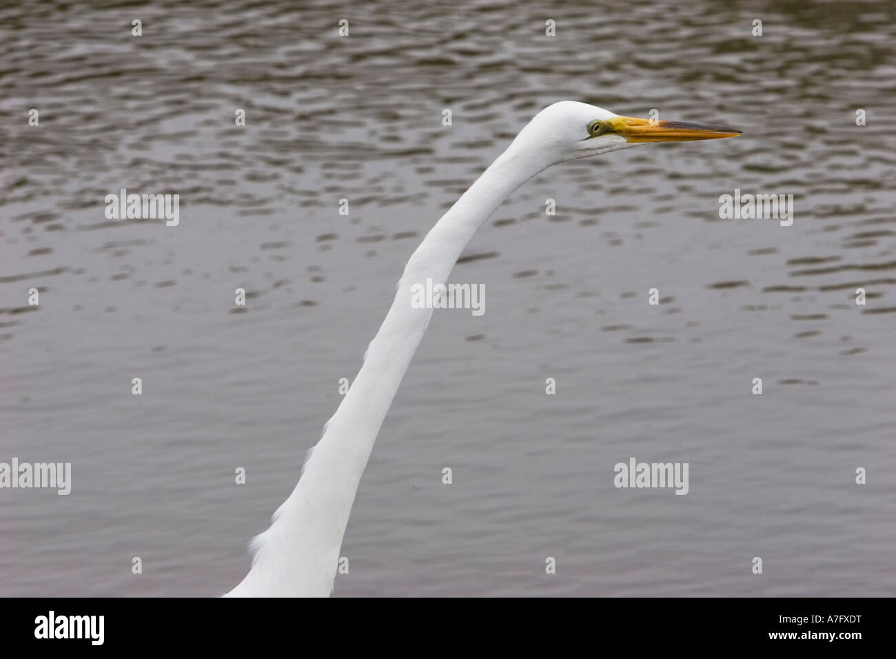 Common Egret Stock Photo