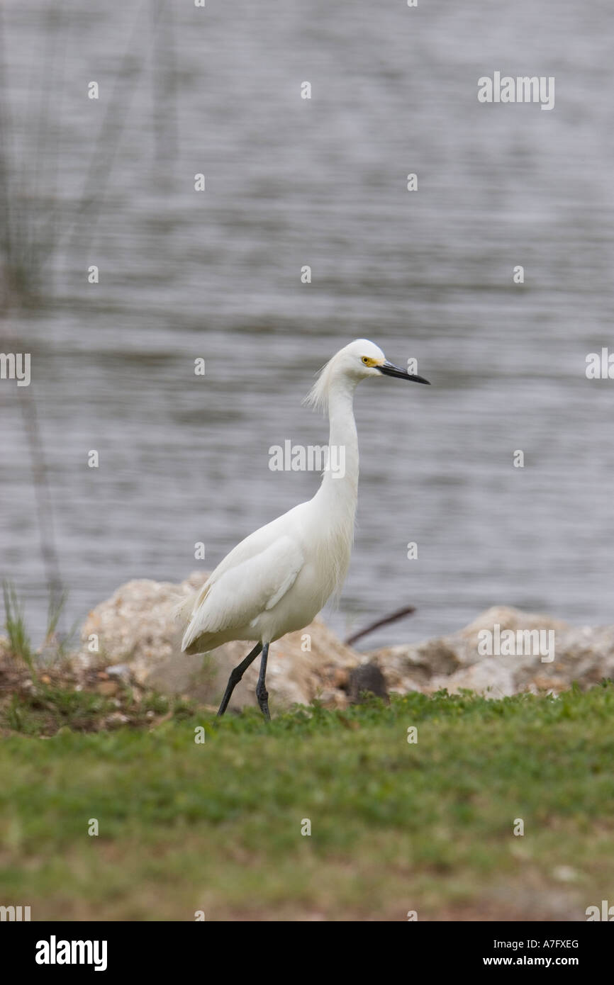 Snowy Egret Stock Photo