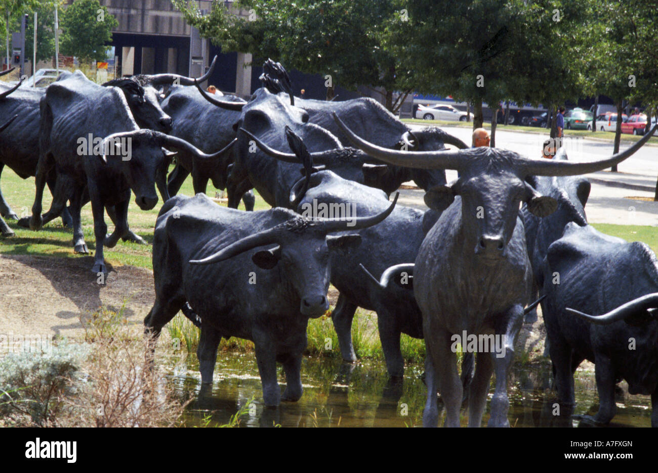 Longhorn Cattle Bronze Statues Dallas, Texas Stock Photo Alamy