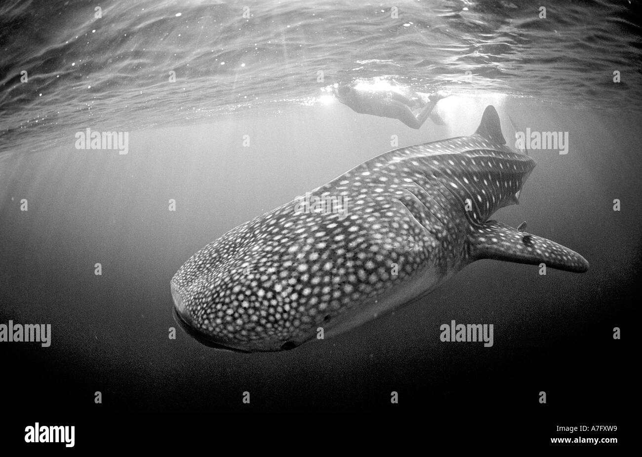 Female snorkeler swims with Whale shark Rhincodon thypus Djibouti Stock Photo