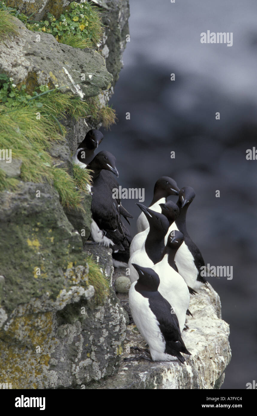 N.A., USA, Alaska, St. Paul Island. Thick-billed Murres (Uria lomvia) Stock Photo