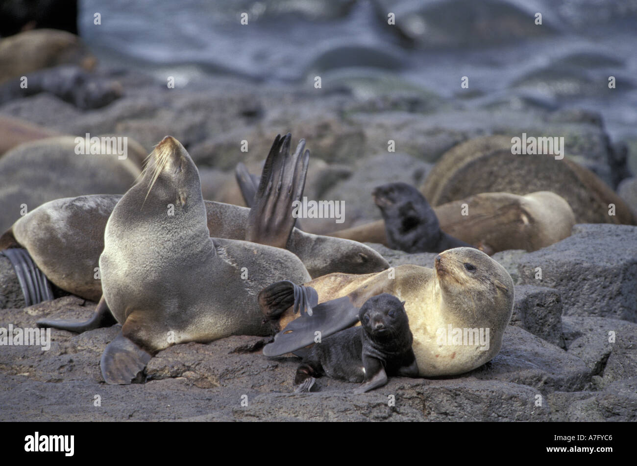 N.A., USA, Alaska, St. Paul Island. Northern fur seals and pup