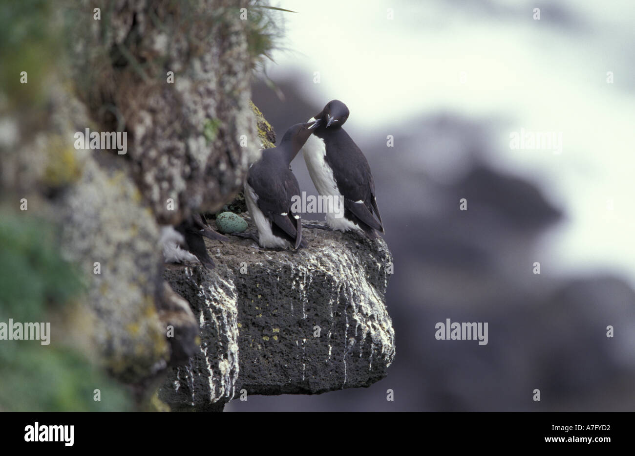 N.A., USA, Alaska, St. Paul Island. Thick-billed Murres (Uria lomvia) Stock Photo