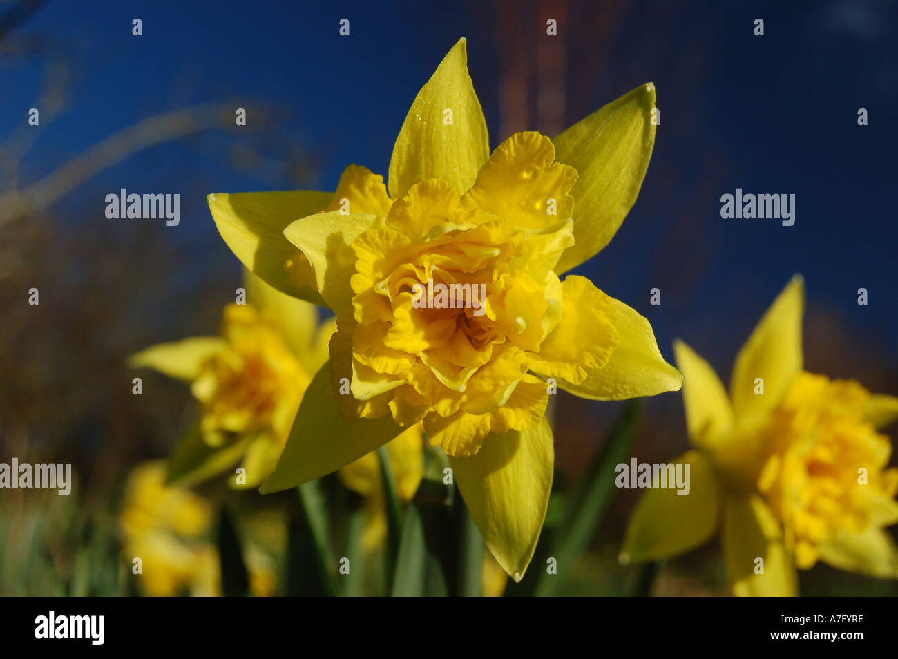 COMMON NAME Daffodil LATIN NAME Narcissus Stock Photo Alamy