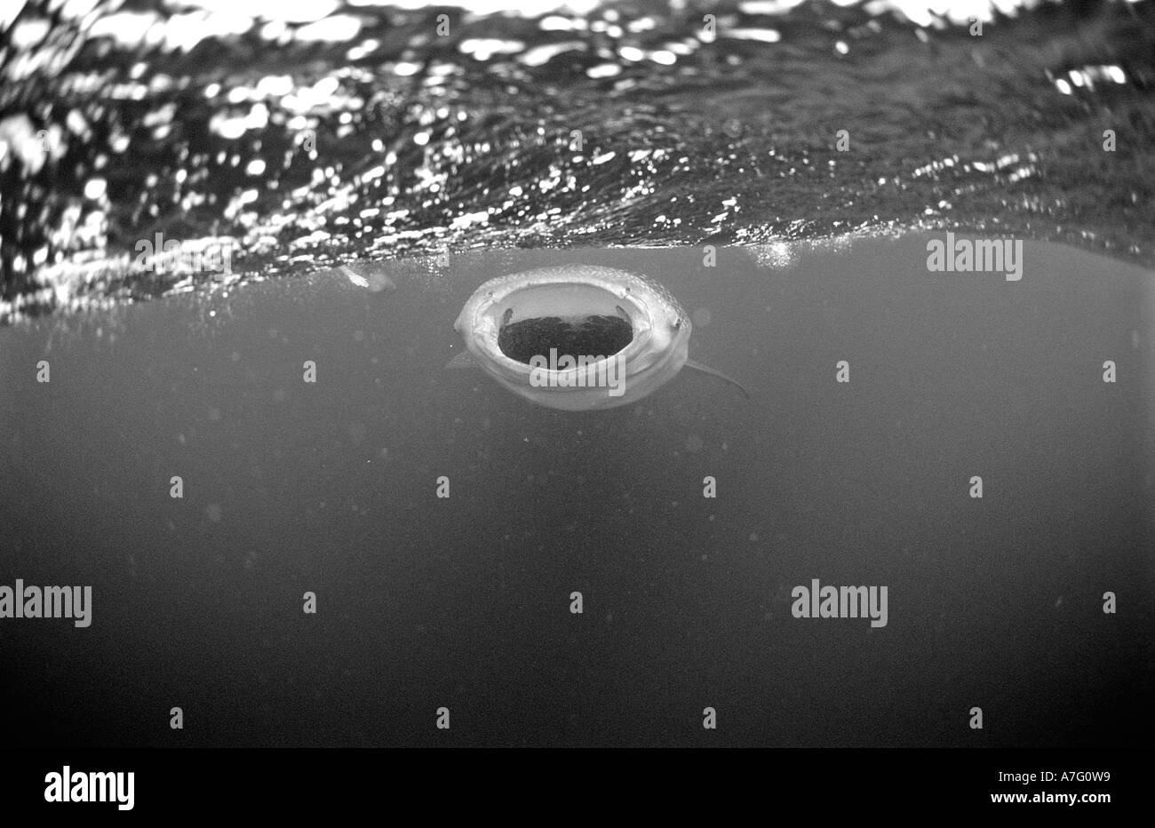 Indian ocean marine life Black and White Stock Photos & Images - Alamy