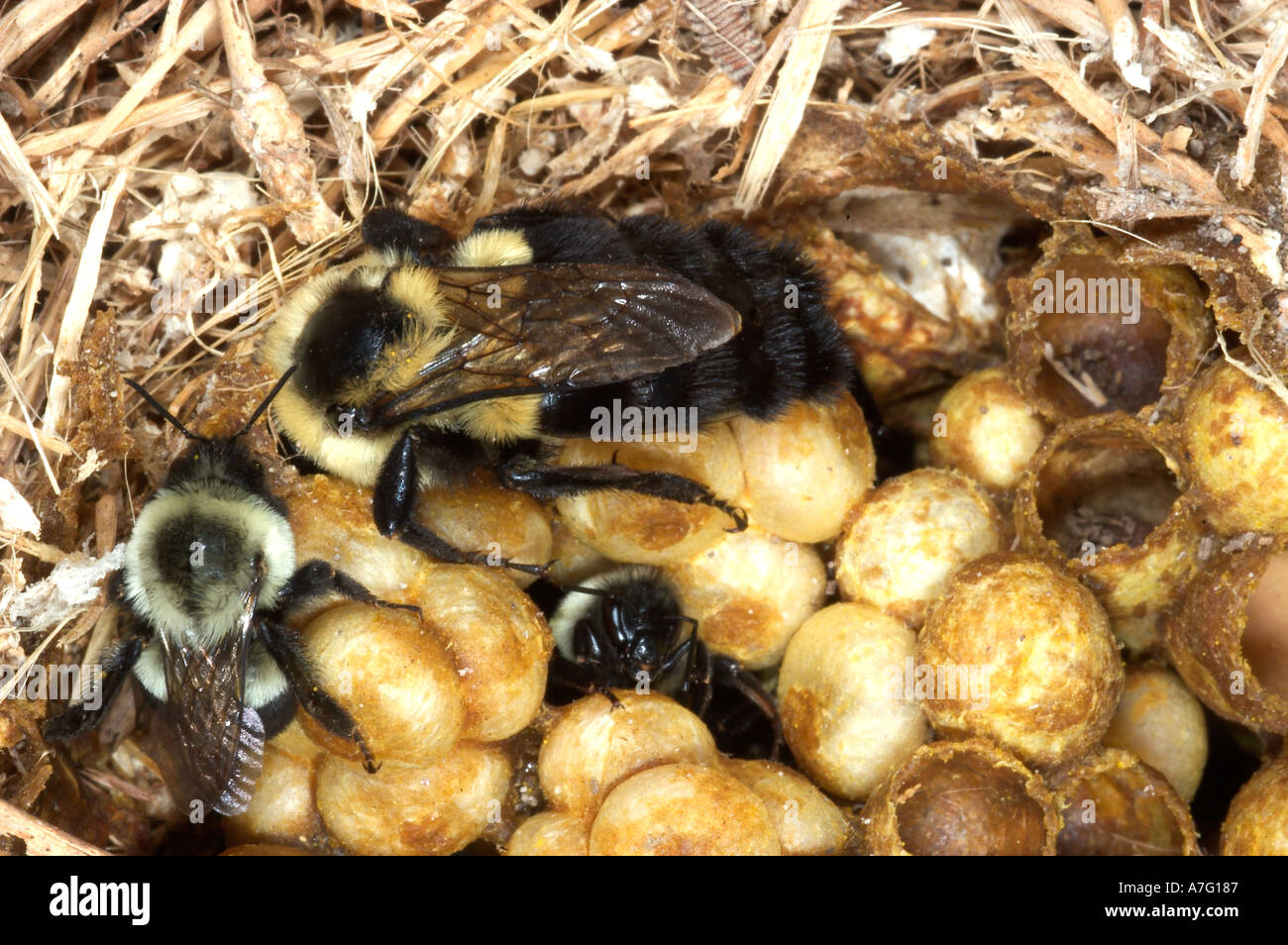 Bumblebee queen and workers in nest Stock Photo 2179462 Alamy