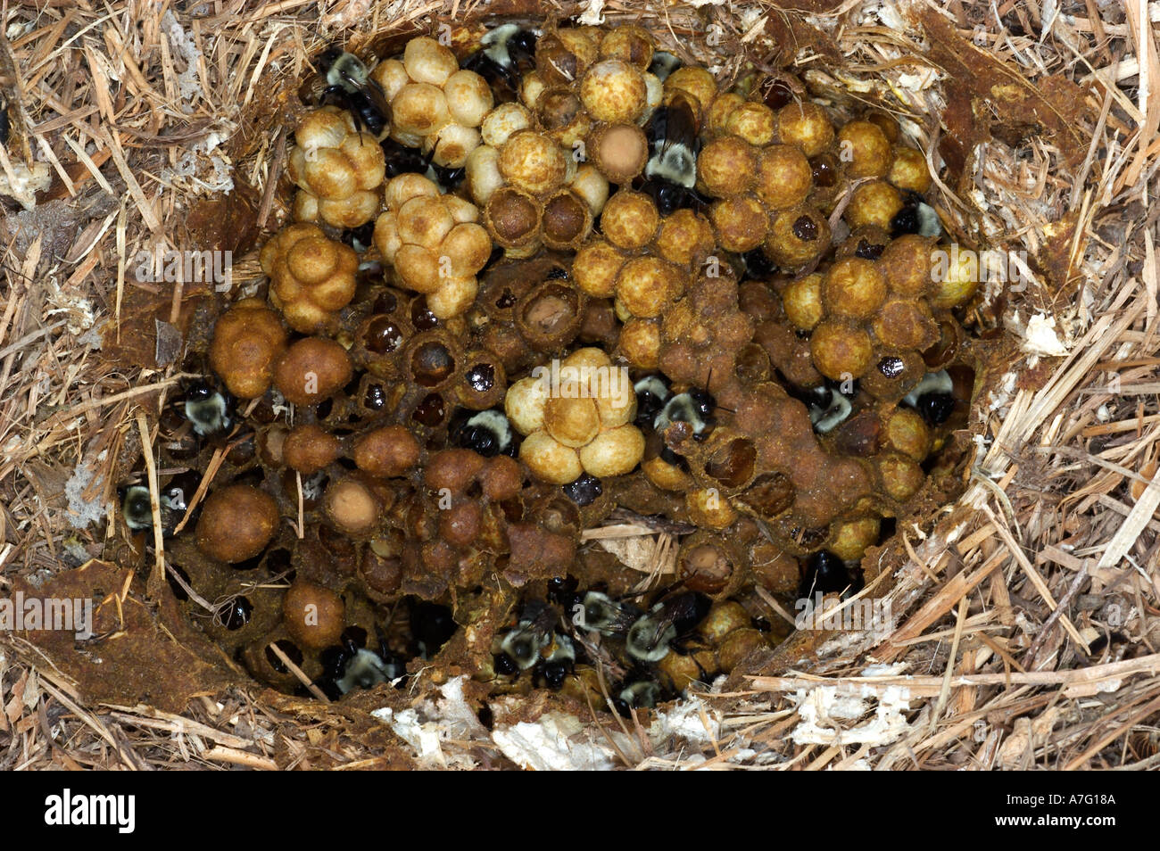 Bumblebee workers in nest showing wax cells with honey pollen and developing bees pupating into adults  Stock Photo