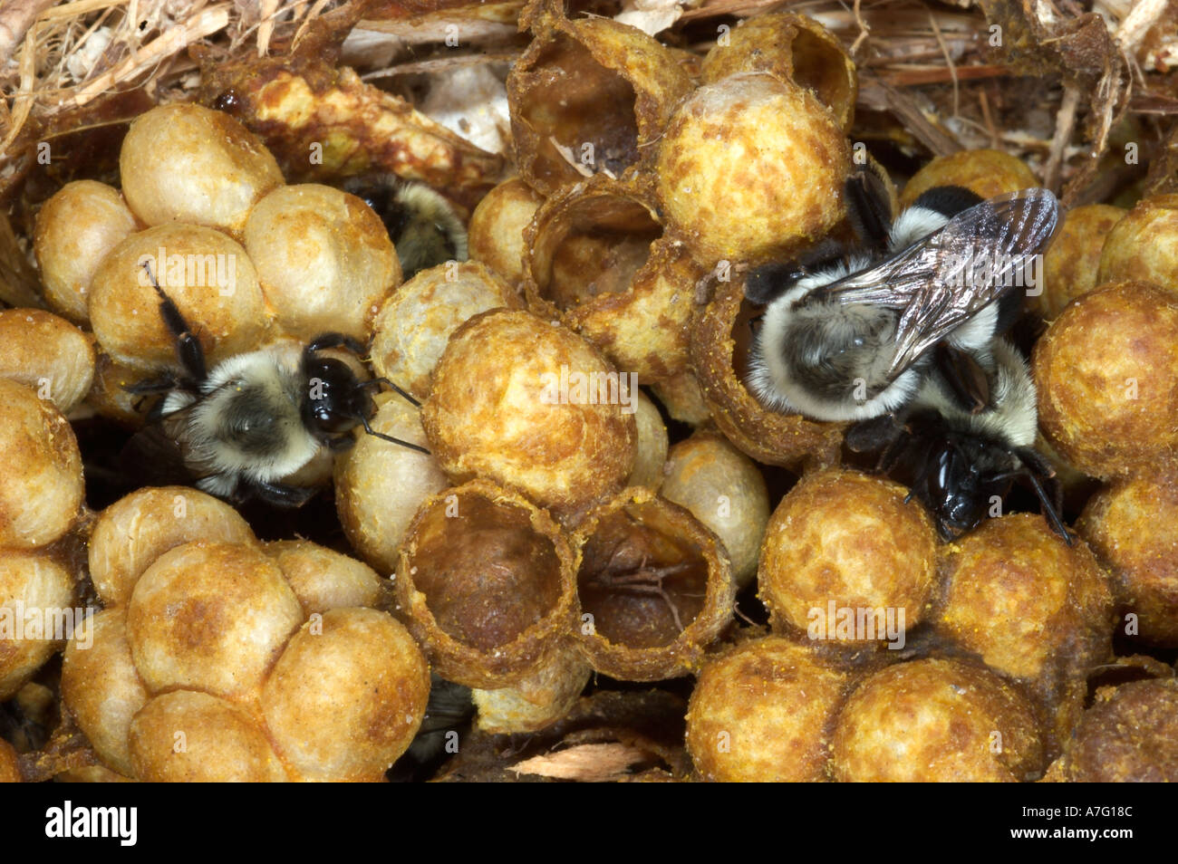 Bumblebee workers in nest showing wax cells with honey pollen and developing bees pupating into adults  Stock Photo