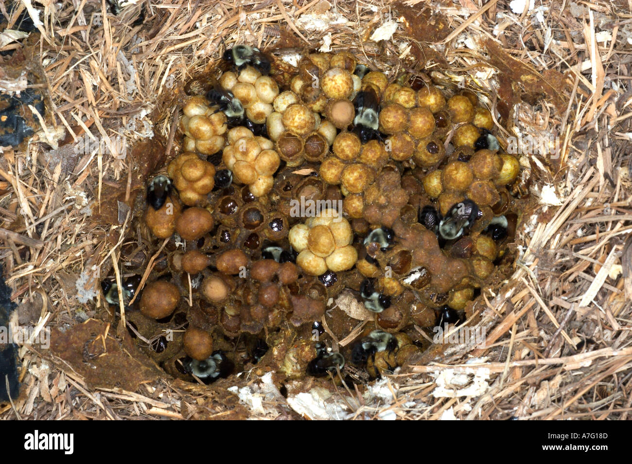 Bumblebee workers in nest showing wax cells with honey pollen and developing bees pupating into adults  Stock Photo