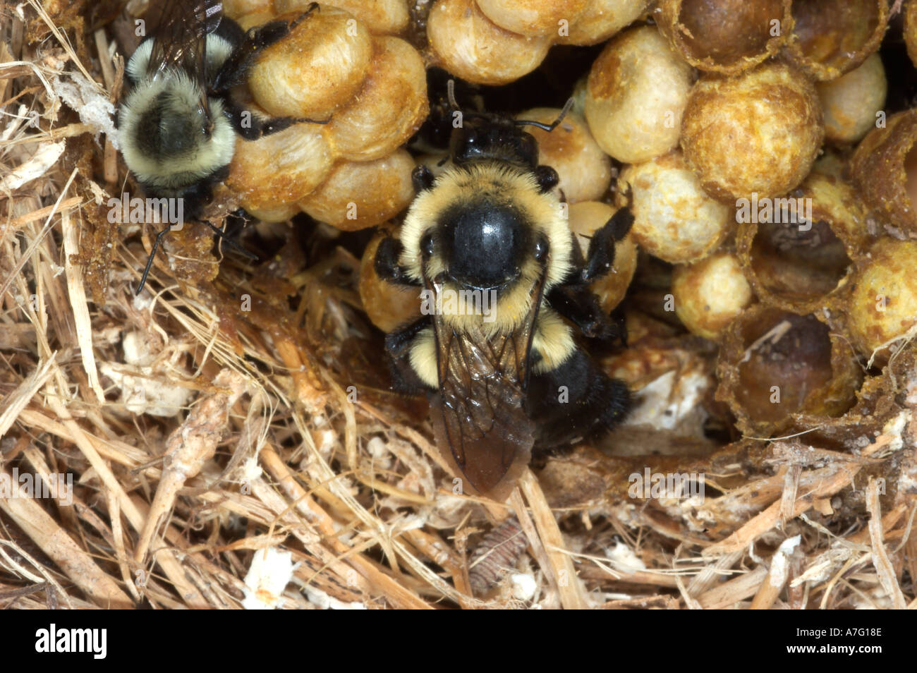 Bumblebee queen and workers in nest Stock Photo Alamy