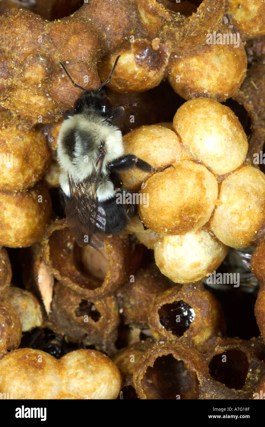 Bumblebee queen in nest showing wax cells with honey pollen and developing bees pupating into adults  Stock Photo