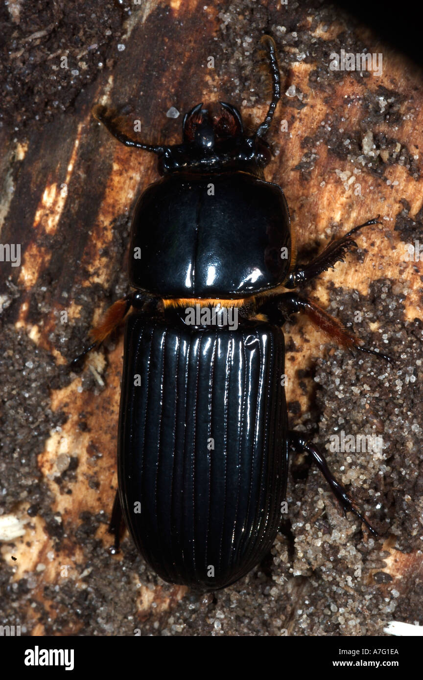 Bessbug beetle Passalidae found in rotting wood Stock Photo Alamy